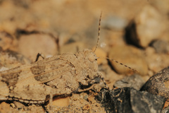 Trimerotropini