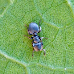Cephalotes pusillus
