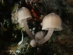 Mycena erubescens