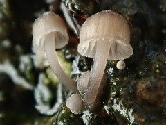 Mycena erubescens