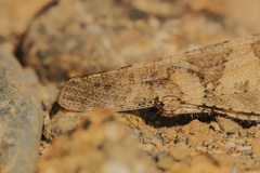 Trimerotropini