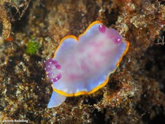 Felimida purpurea