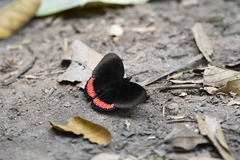 Biblis hyperia