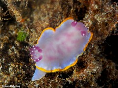 Felimida purpurea