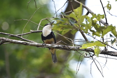 Notharchus swainsoni