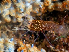 Gnathophyllum elegans