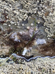 Hexanauplia