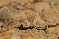 Trimerotropini