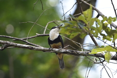 Notharchus swainsoni