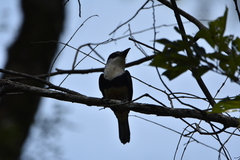 Notharchus swainsoni