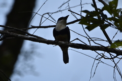 Notharchus swainsoni