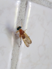 Stratiomyidae