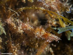 Stylocheilus polyomma