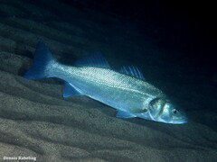 Dicentrarchus labrax