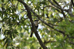 Notharchus swainsoni