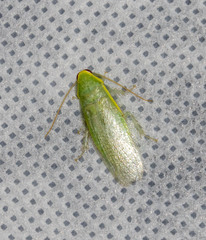 Panchlora