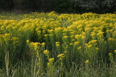 Euphorbia palustris