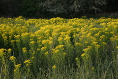Euphorbia palustris