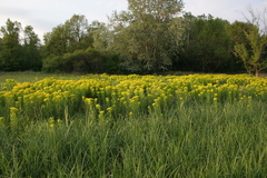 Euphorbia palustris