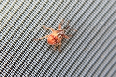 Corimalia tamarisci