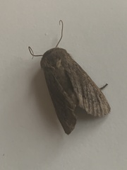 Ufeus satyricus