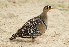 Pterocles bicinctus multicolor