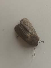 Ufeus satyricus