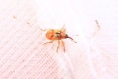Corimalia tamarisci