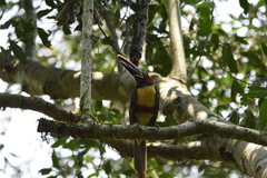 Pteroglossus castanotis