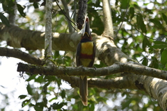 Pteroglossus castanotis