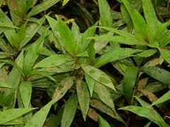 Hygrophila costata