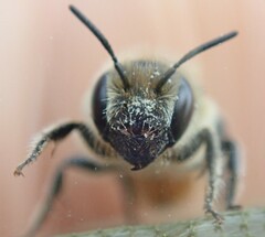 Osmia niveata