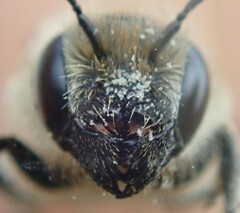 Osmia niveata