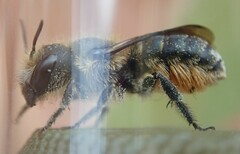 Osmia niveata