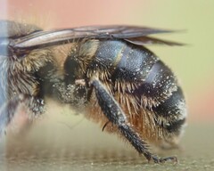 Osmia niveata