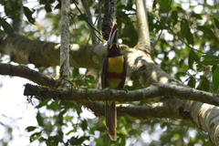 Pteroglossus castanotis