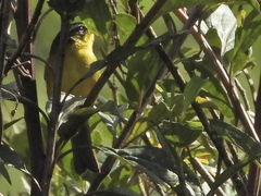 Thlypopsis superciliaris