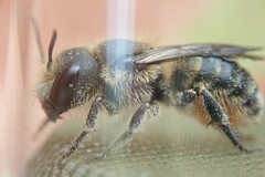 Osmia niveata