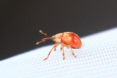 Corimalia tamarisci