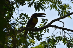 Pteroglossus castanotis