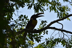 Pteroglossus castanotis