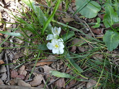Ornithogalum lanceolatum