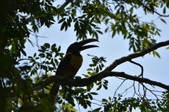 Pteroglossus castanotis