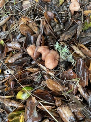 Laccaria amethysteo-occidentalis