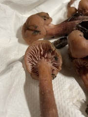 Laccaria amethysteo-occidentalis