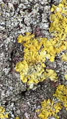 Xanthoria