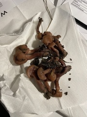 Laccaria amethysteo-occidentalis