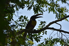 Pteroglossus castanotis