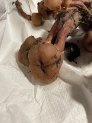 Laccaria amethysteo-occidentalis