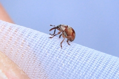 Corimalia tamarisci